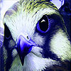 play Blue Wild Hawk Puzzle