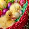 play Easter Ducks