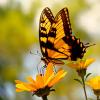 Tiger Butterfly