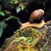 play Snail Puzzle