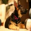 play German Shepherd