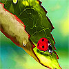 play Alone Ladybug On The Leaf Puzzle