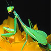 Green Mantis In The Garden Puzzle