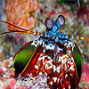 Colorful Mantis Shrimp Puzzle