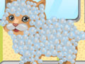 play Cutest Cat Contest