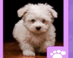 play Cute Pets Memory