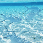 play Hidden Stars-Water