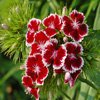 play Jigsaw: Red Flowers