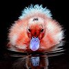 play Purple Billed Duck Puzzle
