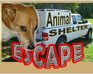 Animal Shelter Escape