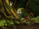 play Shapik: The Quest