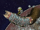 play Worm Land