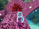 play Seahorse Roundup