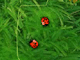 play 2 Many Bugs