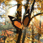 play Hidden Autumn Butterfly