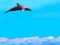 play Dolphin