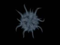 play Pandemic