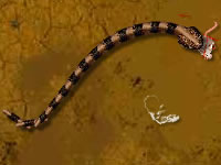 play Python