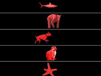 play  Race Pet