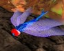 play Dragonfly Racer Pro