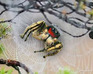 play The Magic Forest Escape