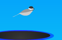 play Trampoline Chickadee
