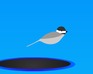 play Trampoline Chickadee