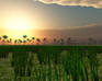 play Walking Simulator 2014