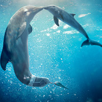 play Dolphin Tale 2 Hidden Alphabets