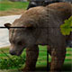 play Animal Hunter 3D