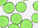 play Protozoa Pop