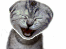 Funny Laughing Cat
