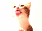 play Screen Lick Cat