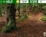 play Hidden Coins - In The Forest