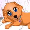 play Dog Health Care