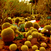 play Cactus Desert Escape