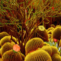 play Cactus Desert Escape