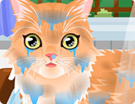 play Kitty Groomer