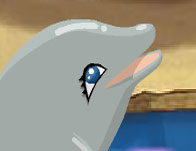 play My Dolphin Show 3