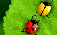 play 2 Many Bugs