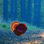 play Wow Turkey Asylum Escape 5