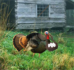 play Fat Turkey Escape