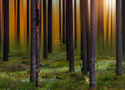 play Mysterious Autumn Forest 3