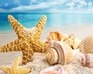 play Sea And Shells - Hidden Coins