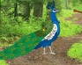 play Inamorato Peacock Escape