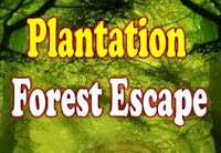 Plantation Forest Escape