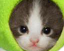 play Flying Frog Cat