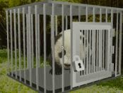 Baby Panda Escape