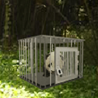 play Baby Panda Escape