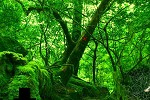 play Nature Green Forest Escape